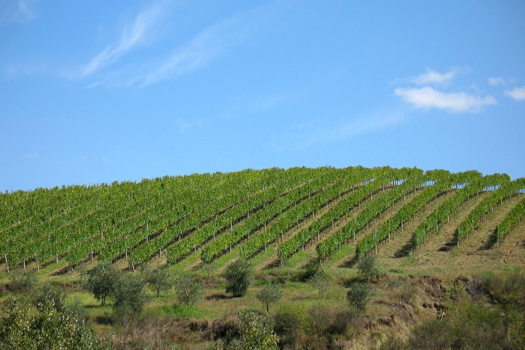 Belba Winery